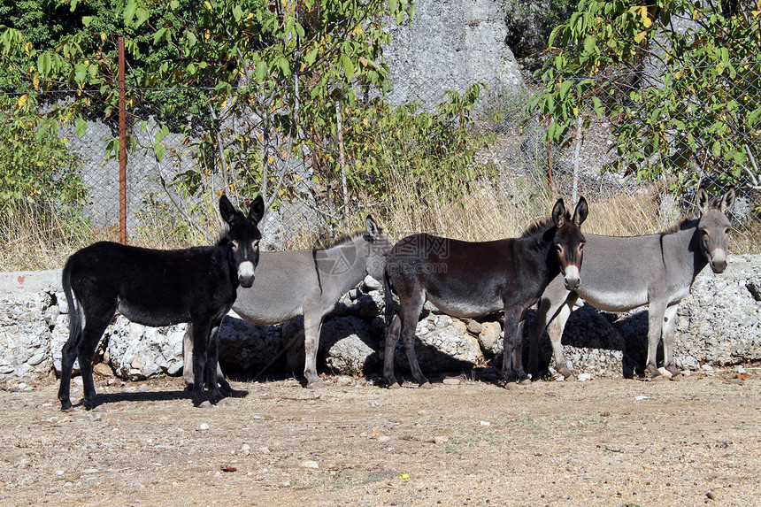土耳其的四头驴和树木图片