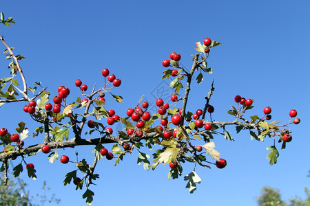 土耳其树枝上的红莓图片