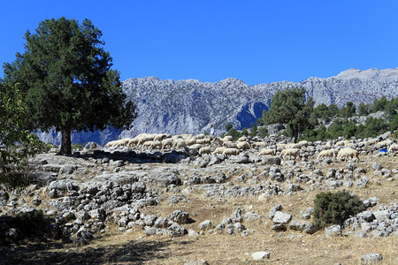 土耳其山区羊牧图片