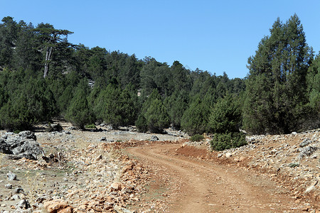 森林中的泥土道路背景图片