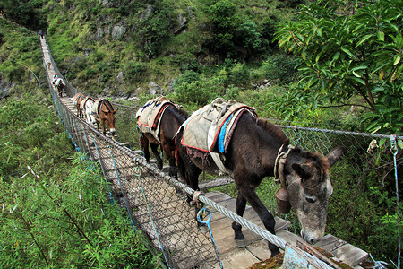 尼泊尔悬吊桥上的步行驴图片