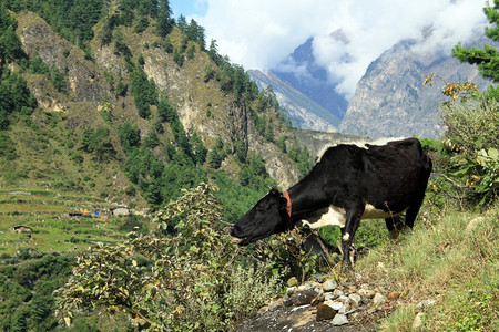 山上一头牛和灌木丛尼泊尔图片