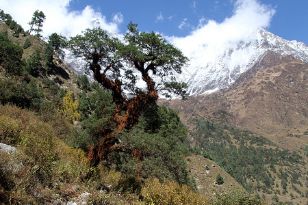 尼泊尔的树木和雪山图片