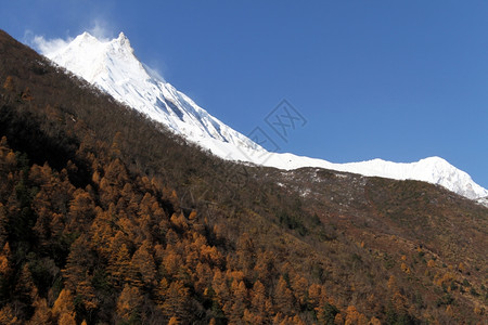 尼泊尔马纳斯卢秋天森林和雪顶图片