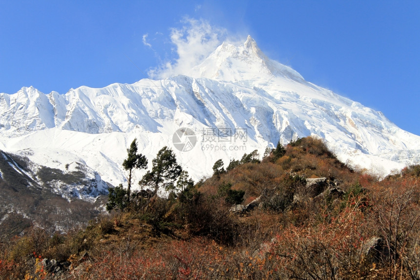 尼泊尔马纳斯卢秋天森林和雪山图片