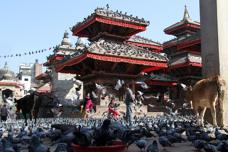 鸟和人加德满都尼泊尔大约2013年11月杜巴尔广场上的人牛和鸟背景