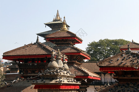 尼泊尔Khatmandu的Durbar广场屋顶和鸽子图片