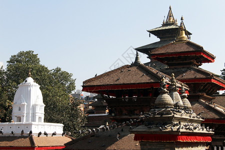 尼泊尔哈特曼杜杜杜巴尔广场上的鸟和屋顶高清图片