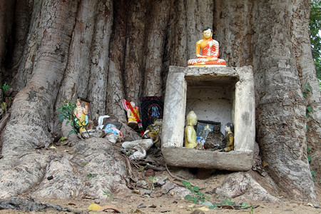 大树下有佛的小教圣殿图片