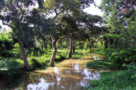斯里兰卡森林中的树木和河流图片