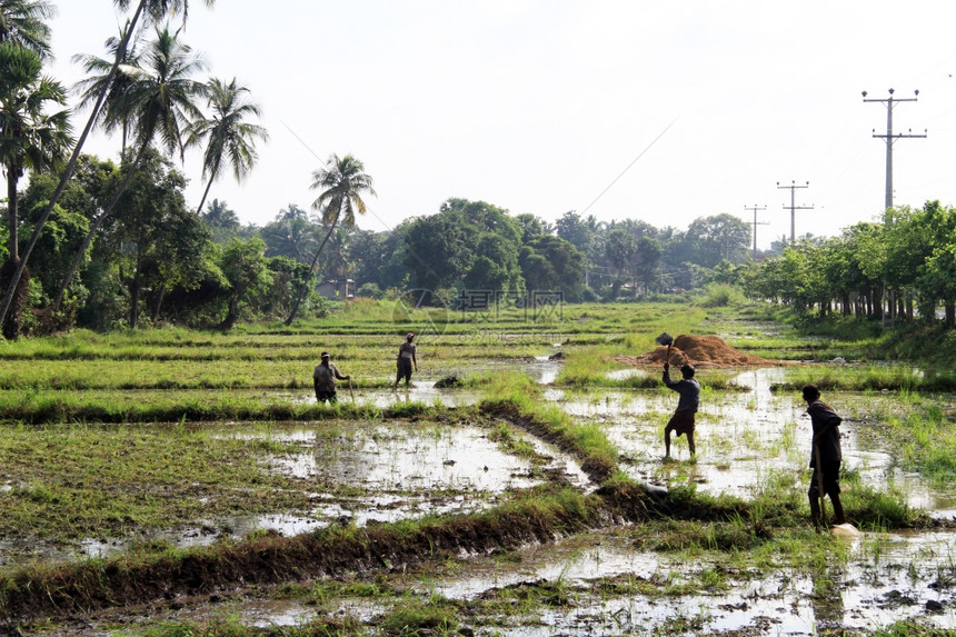 人们在斯里兰卡Anuradhapura棕榈树附近的稻田工作图片