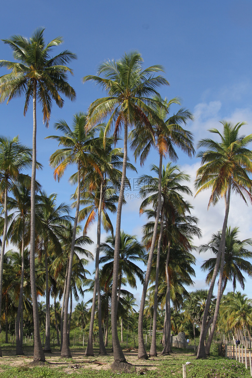 斯里兰卡尼拉韦利海滩上的椰子树种植园图片