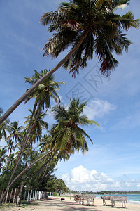 斯里兰卡乌韦利海滩上的棕榈树高清图片
