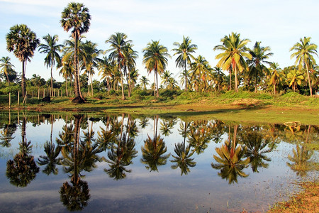 斯里兰卡尼拉韦利海滩水和棕榈树的反光背景图片