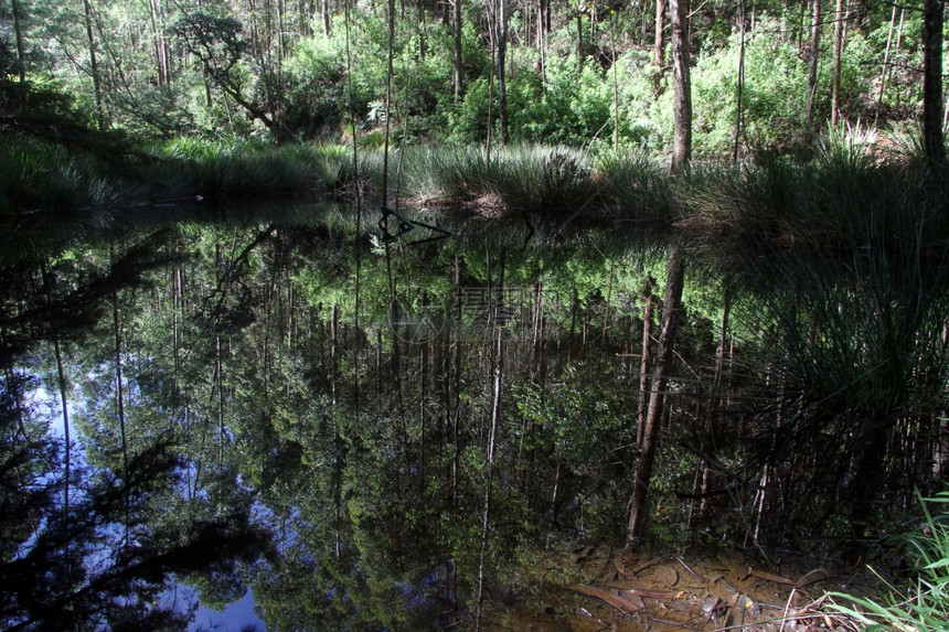 斯里兰卡霍顿平原公园森林湖图片