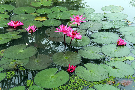 绿叶和池塘中的粉红莲背景图片