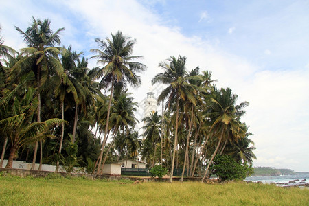 斯里兰卡绿草和Dondra灯塔图片