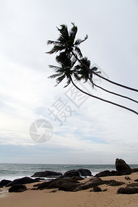 斯里兰卡安巴戈达沙滩上的棕榈树背景图片