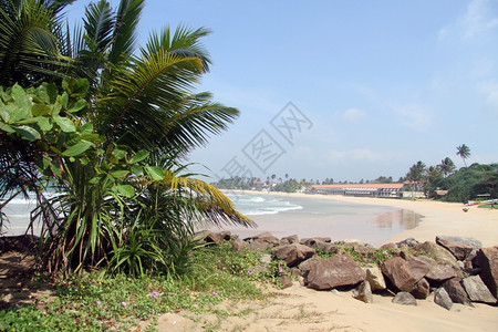 斯里兰卡本托塔沙滩上的棕榈树背景图片