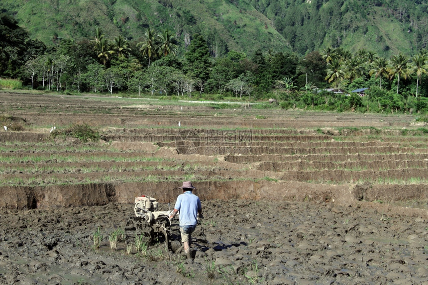 印度尼西亚人从事稻田工作图片