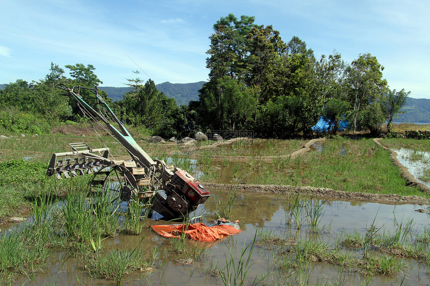 印度尼西亚Samosir岛米田手工拖拉机图片