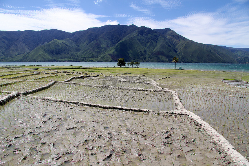 印度尼西亚萨莫塞尔岛的稻田图片