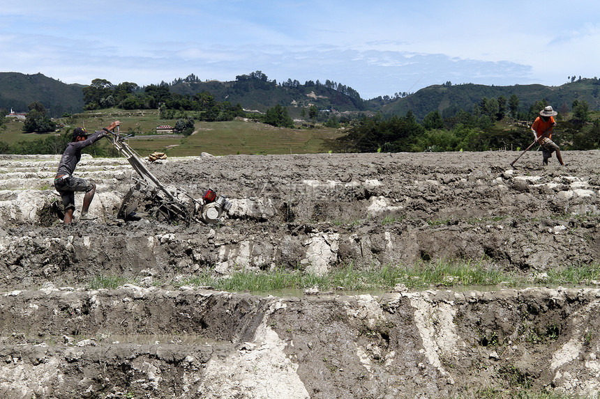 人们在印度尼西亚的肮脏稻田工作图片