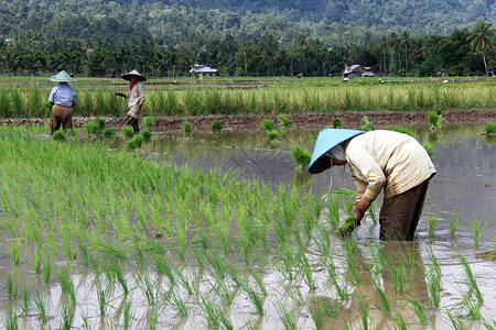 绿稻印度尼西亚田里有新稻的工人背景