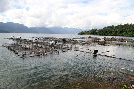 印度尼西亚Maninjau湖鱼堤岸背景图片