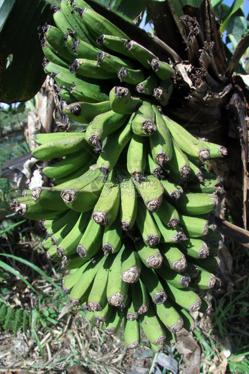 树上的绿香蕉群图片
