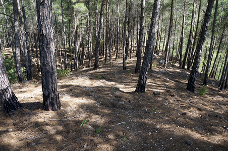 土耳其山坡上的松树林图片