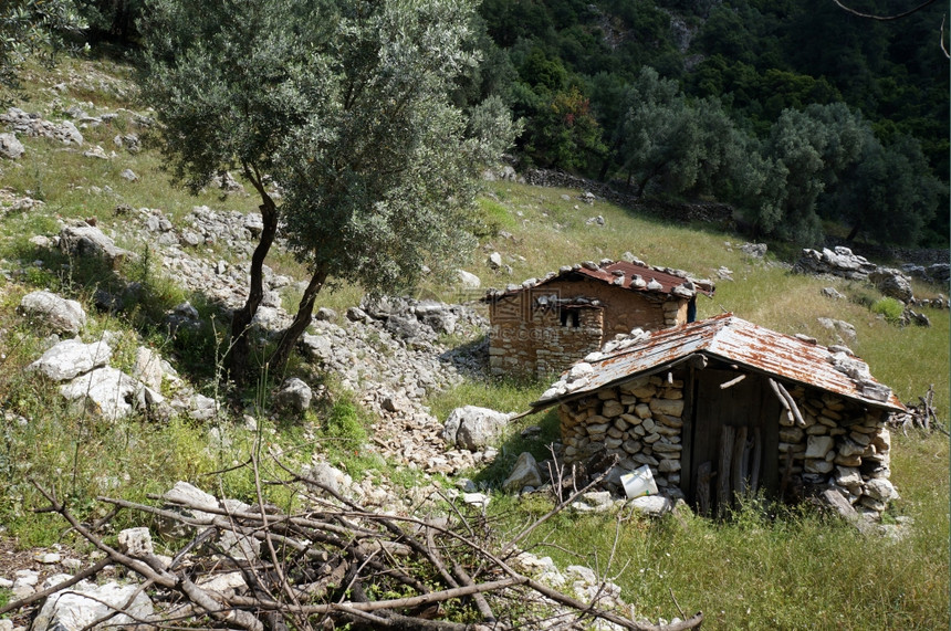 土耳其斜坡上的石屋和橄榄树图片