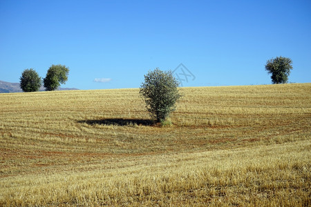土耳其有树木的农田图片