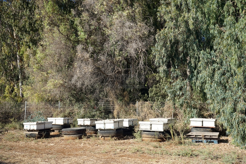 以色列Eucalyptus森林附近的蜂巢图片