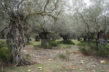 以色列果园里的橄榄树背景图片