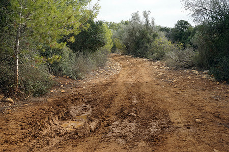 Isrsael森林中的泥土路图片