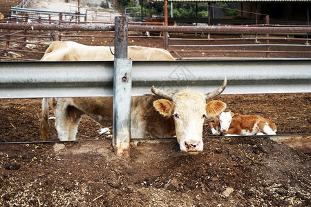 以色列农场的牛和图片