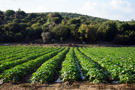 以色列农田上的黄瓜图片