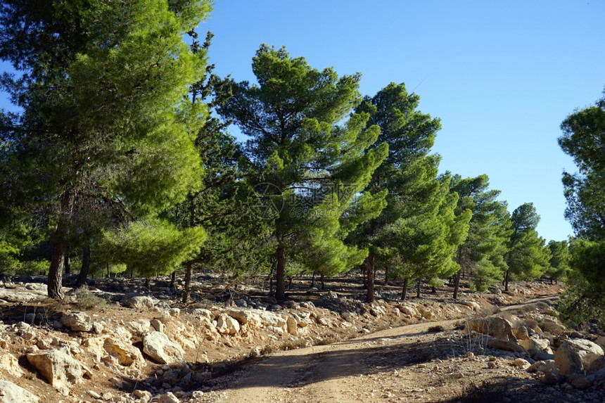 以色列朱迪亚的松树和土路图片