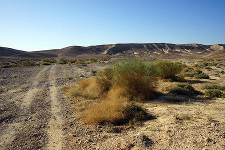 以色列内盖夫沙漠的铁轨和灌木丛图片