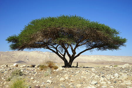 以色列内盖夫沙漠的大树图片