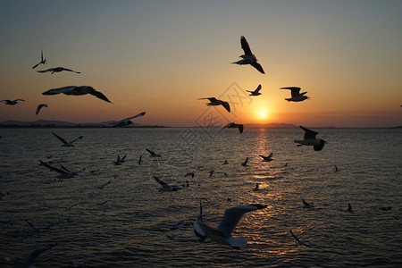 日落时鸟飞越海面图片