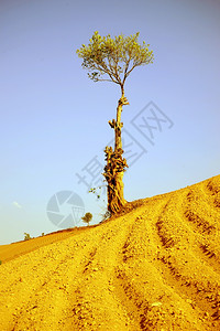 缅甸一片明亮的犁田上孤树图片