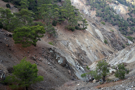 塞浦路斯Troodos山峡谷中的树木图片