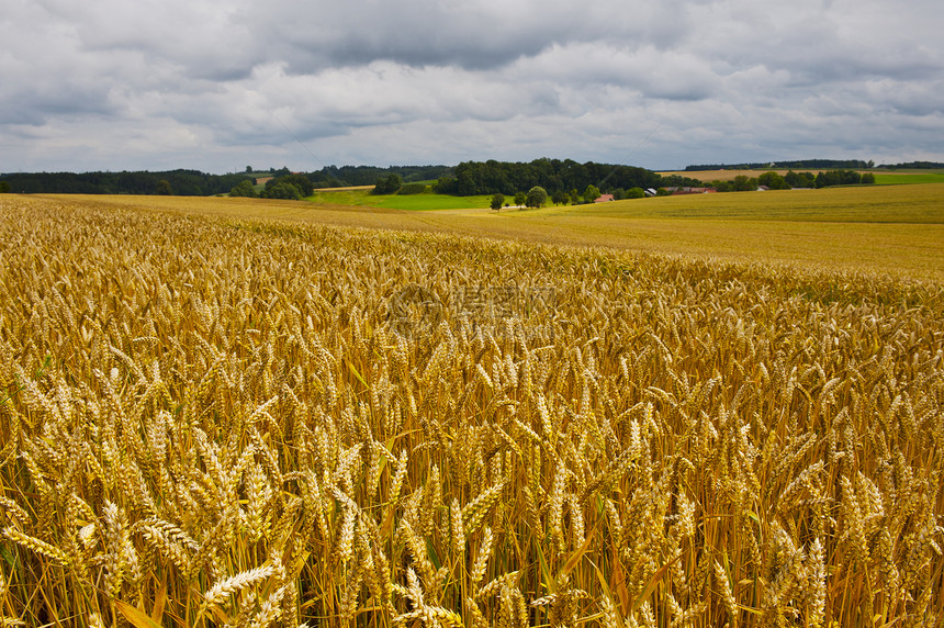 德国巴伐利亚小麦和玉米田图片