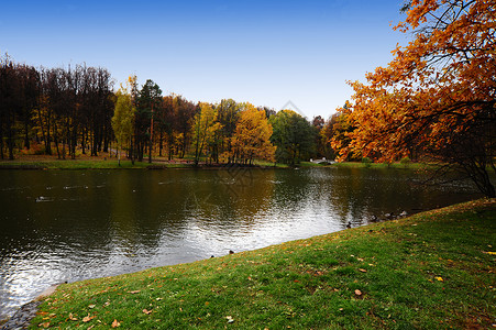 秋天公园里有野鸭的池塘图片