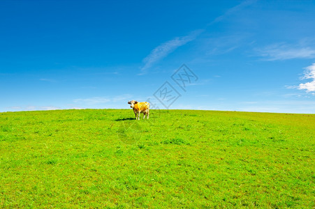 在德国巴伐利亚南部的牧草上背景图片