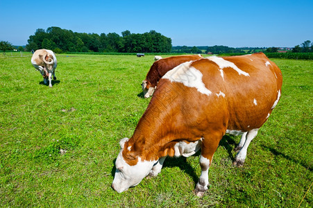 德国南巴伐利亚牧草牛放图片