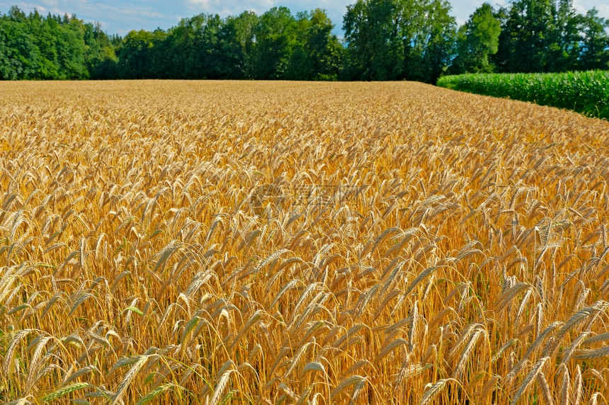 德国南巴伐利亚的福德尔玉米和小麦田种植图片