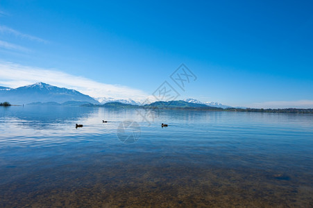瑞士祖格尔湖上的野鸭图片